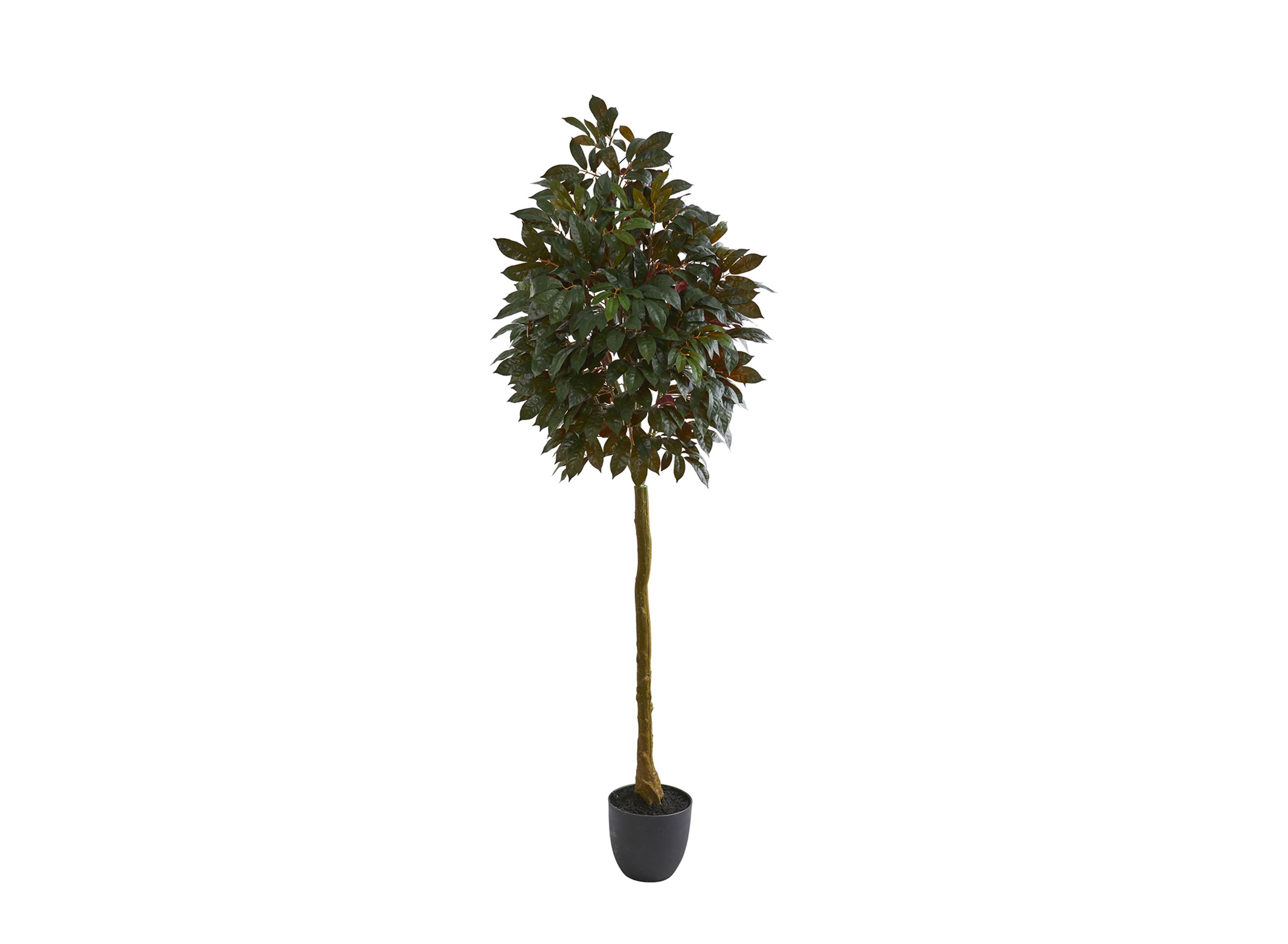 75in Capensia Ficus Artificial Tree Raymour Flanigan Raymour