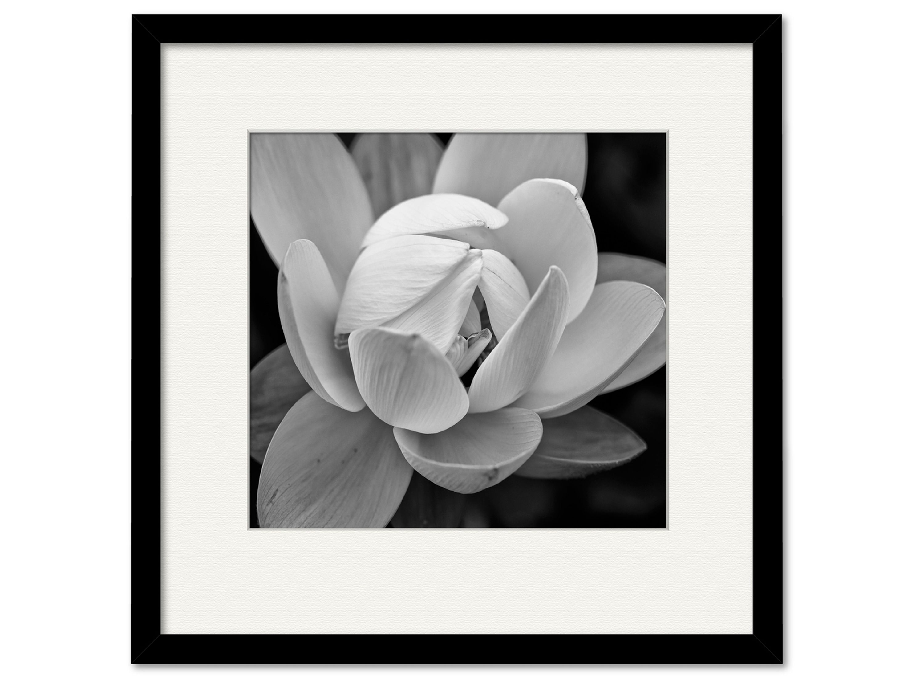 Black & White Gardia Framed Art | Raymour & Flanigan