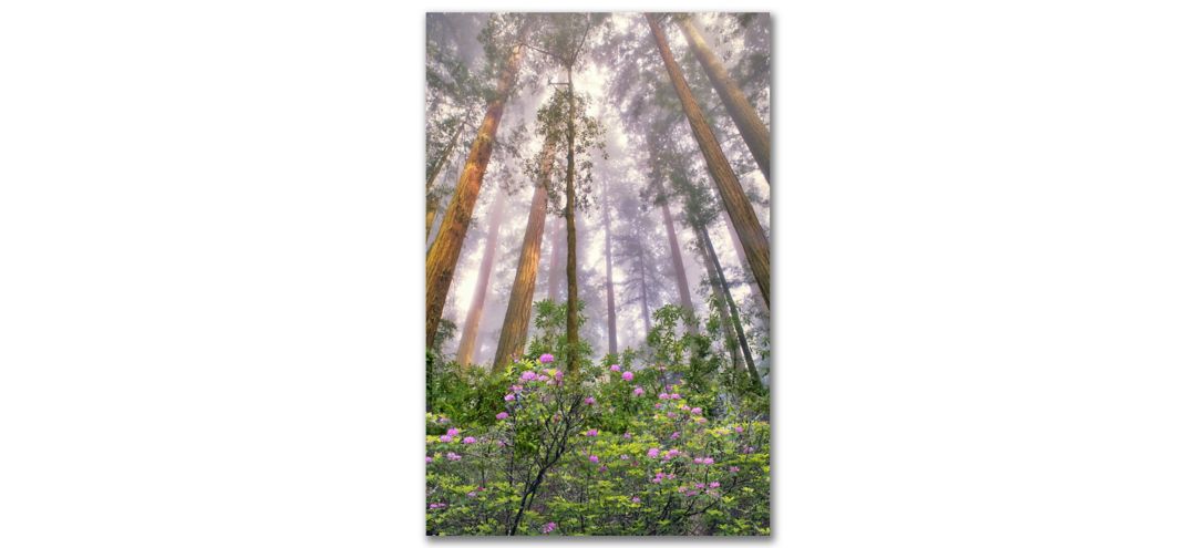 Look Up Gallery Wrapped Canvas