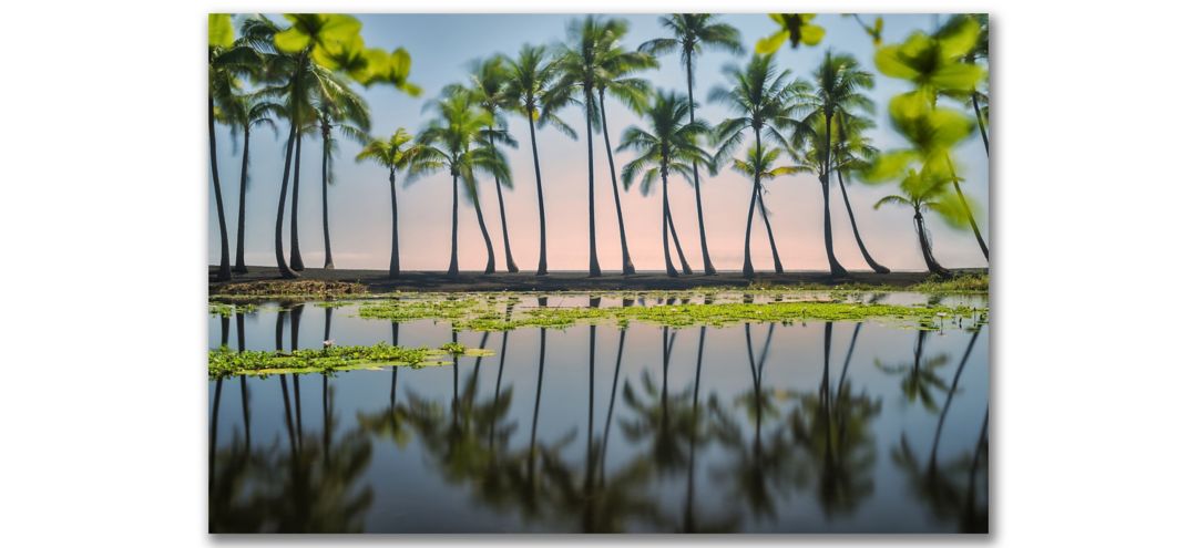 Palm Tree Reflections Gallery Wrapped Canvas