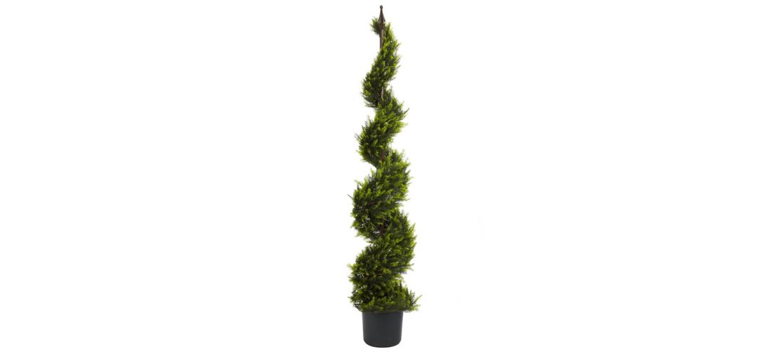 Cypress Spiral Tree