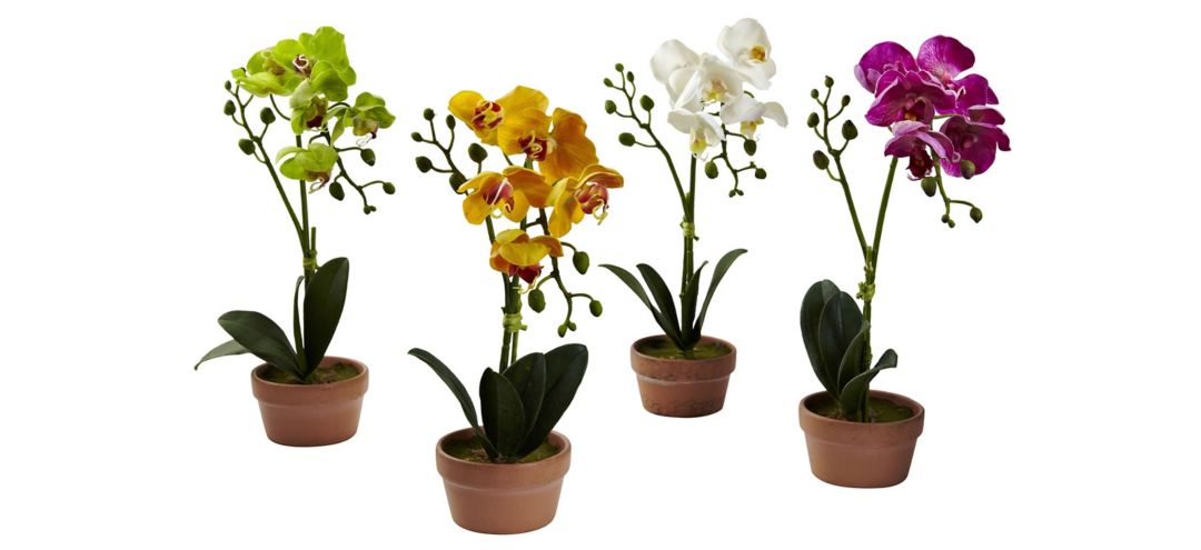 Phalaenopsis Orchid with Clay Vase: Set of 4