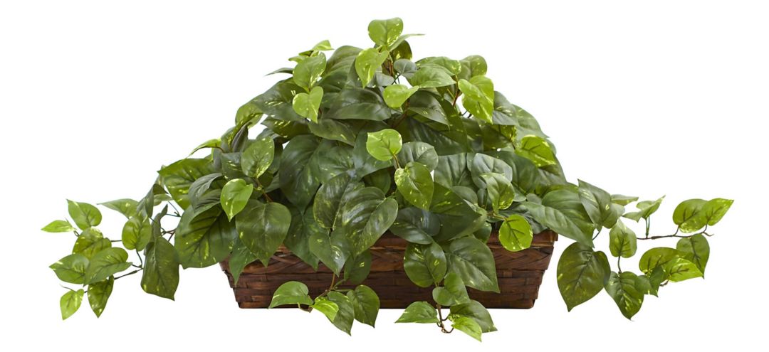 Pothos with Ledge Basket