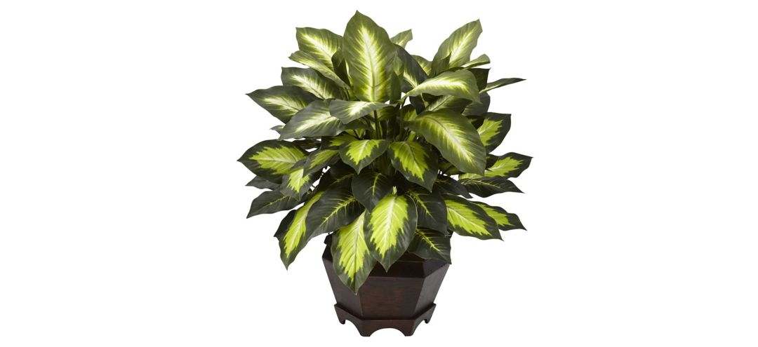 Triple Golden Dieffenbachia with Wood Vase