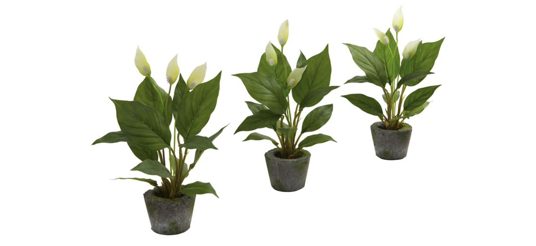 Spathiphyllum with Cement Planter: Set of 3