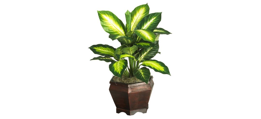 Golden Dieffenbachia with Wood Vase