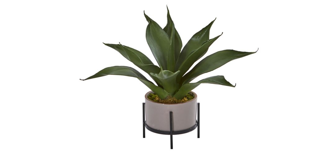 Agave Succulent in Decorative Planter