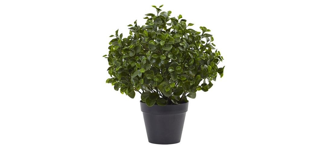 Peperomia Plant UV Resistant (Indoor/Outdoor)