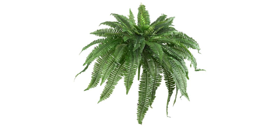 Large Boston Fern: Set of 2