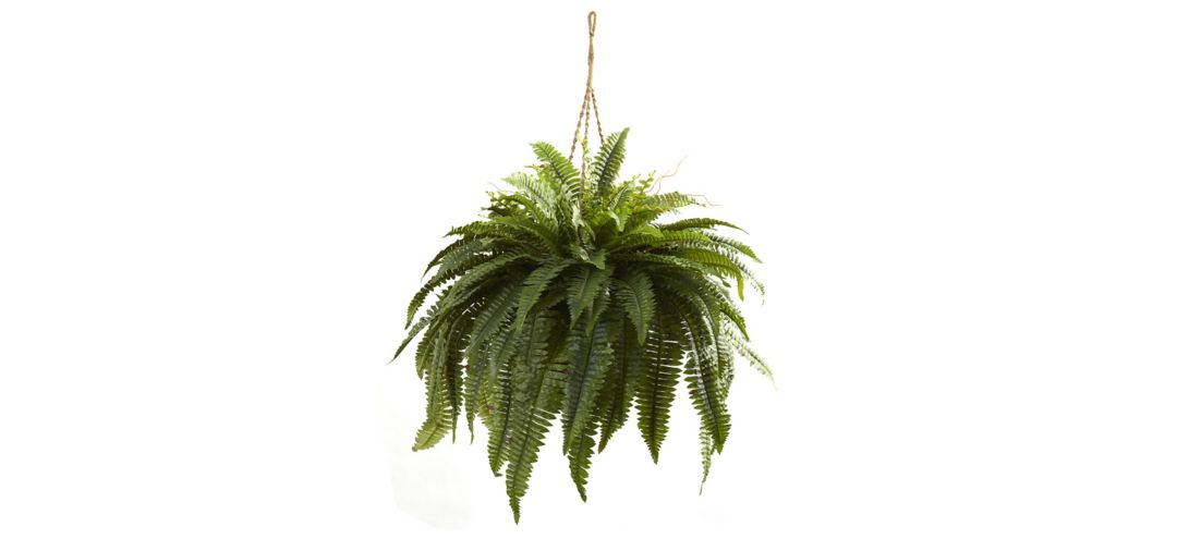 Giant Boston Fern Hanging Basket