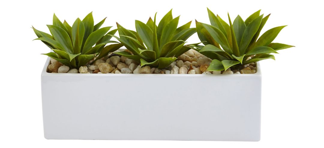 Agave Succulent in Rectangular Planter