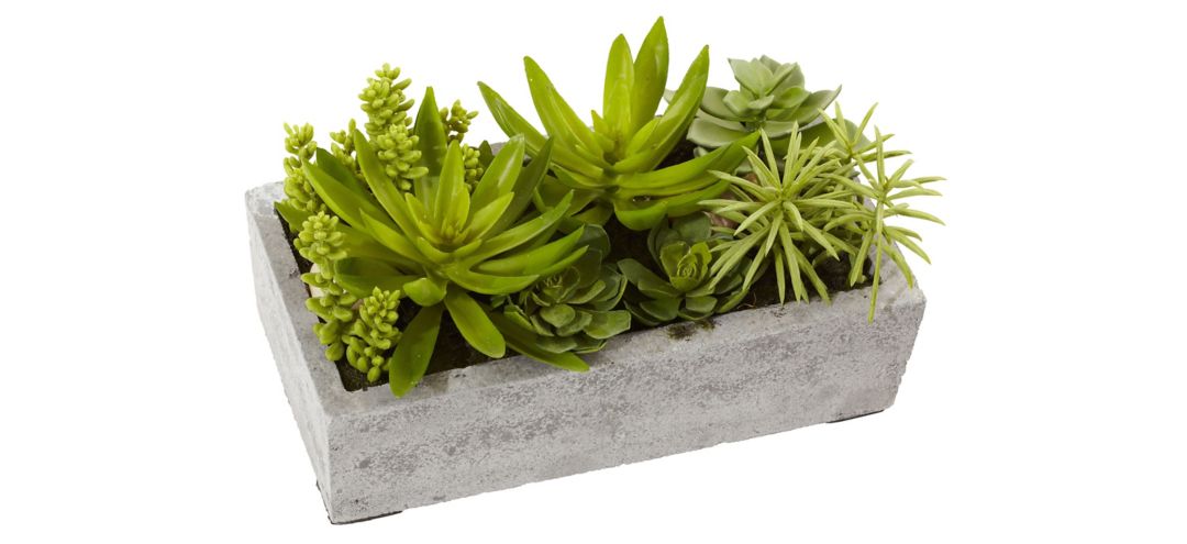 Succulent Garden with Concrete Planter