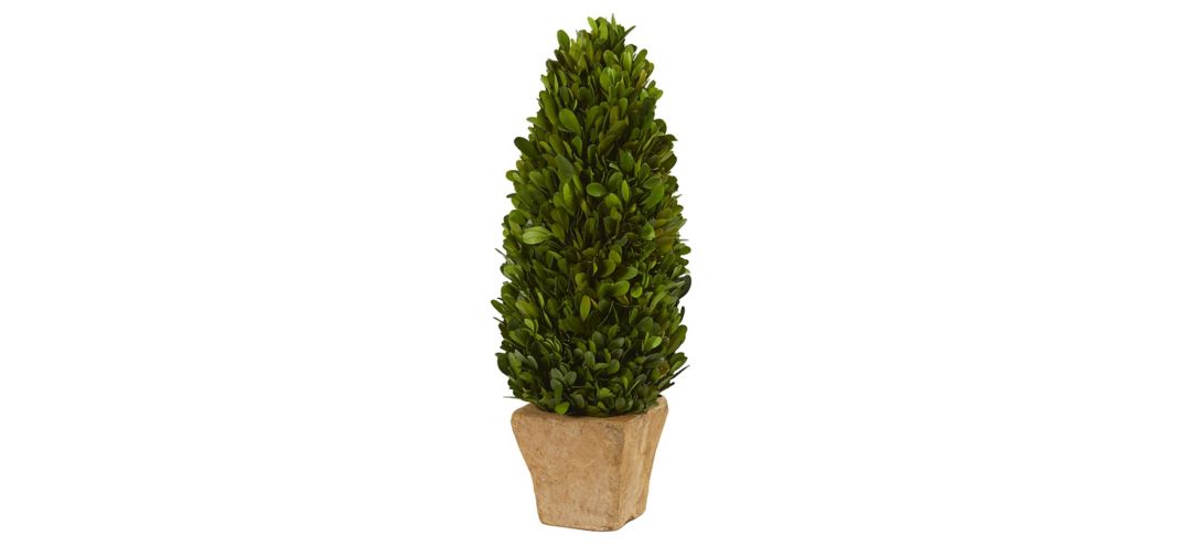 Boxwood Cone Preserved Plant in Planter