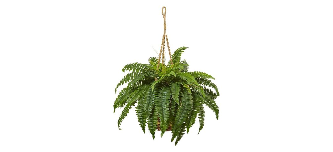 Boston Fern Hanging Basket