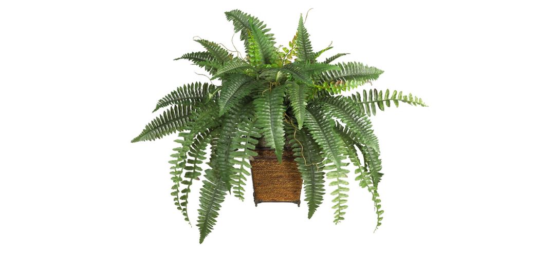 Boston Fern with Wicker Basket