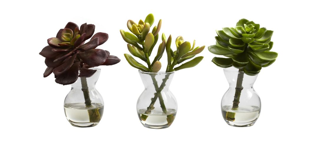 Succulent Arrangements (Set of 3)