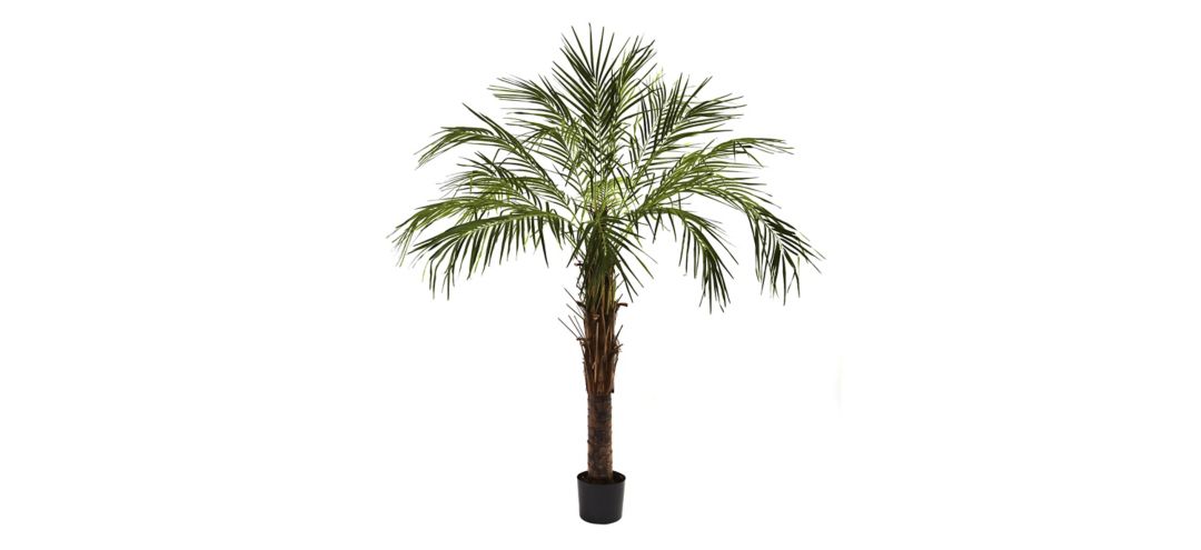 6ft. Robellini Palm Tree