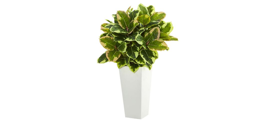 Variegated Rubber Artificial Plant in White Planter