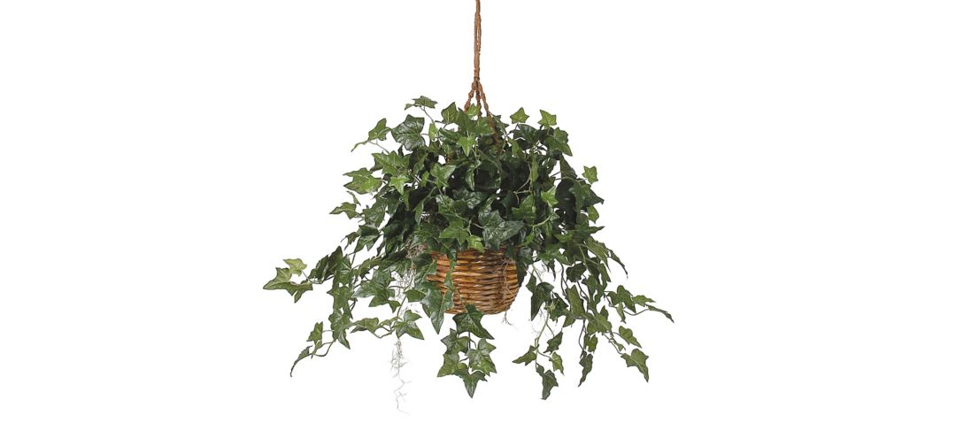 English Ivy Hanging Basket