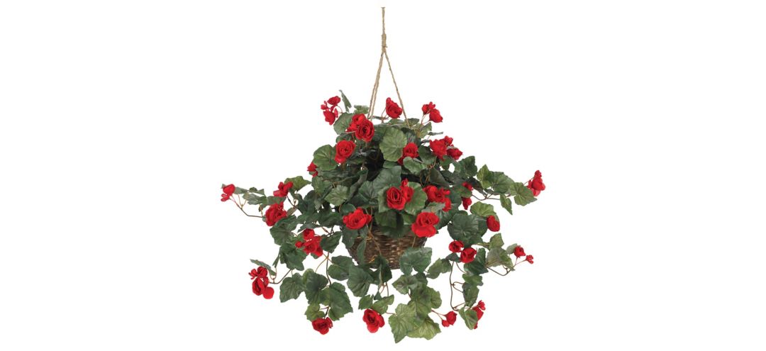 Begonia Hanging Basket