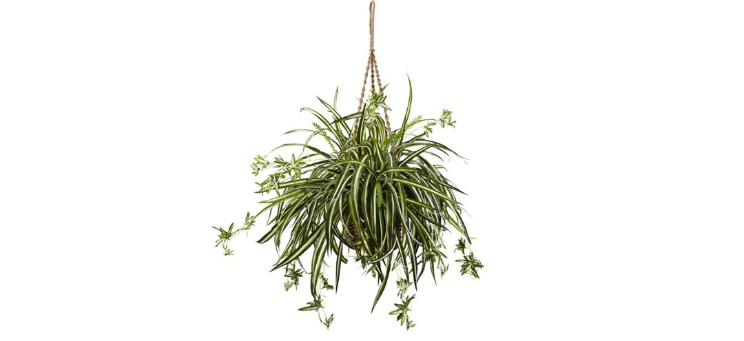 140168460 Spider Plant Hanging Basket sku 140168460