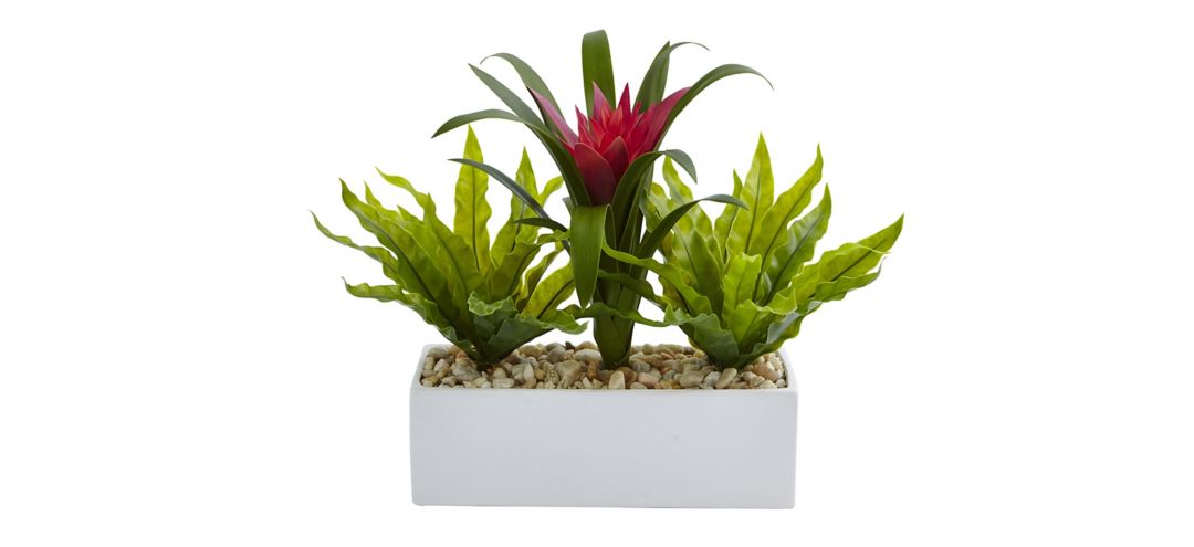 Bromeliad and Birds nest in Rectangular Planter