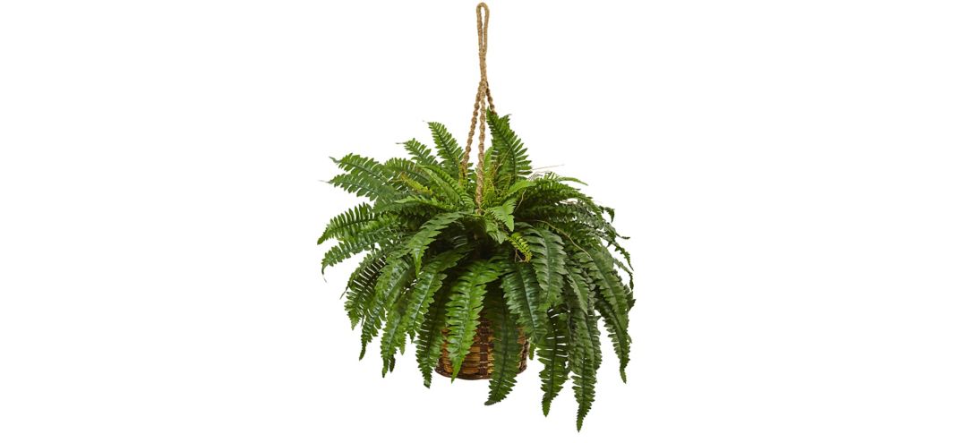 Boston Fern Hanging Basket