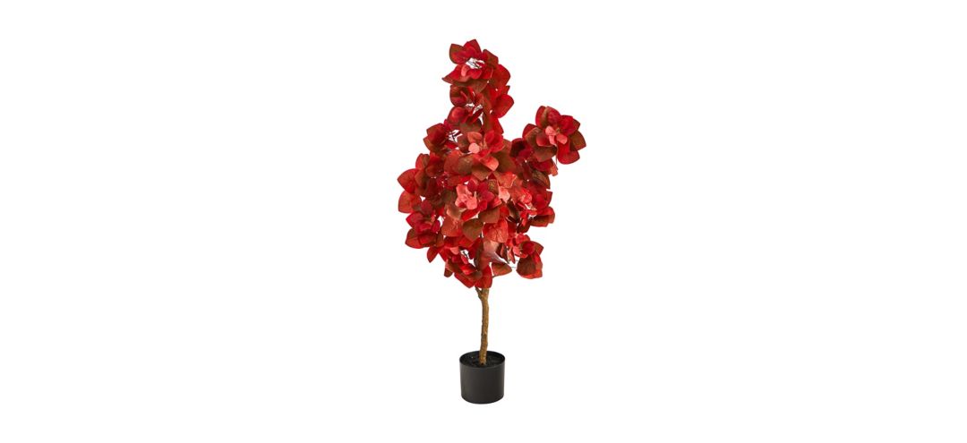 Fall foliage 4ft Pomegranate Tree