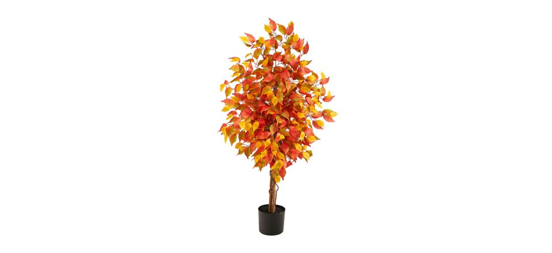 Fall foliage 4ft Ficus Tree