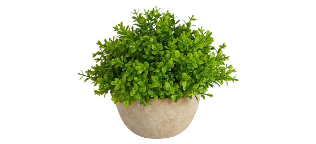 5in. Boxwood Artificial Plant in Decorative Planter