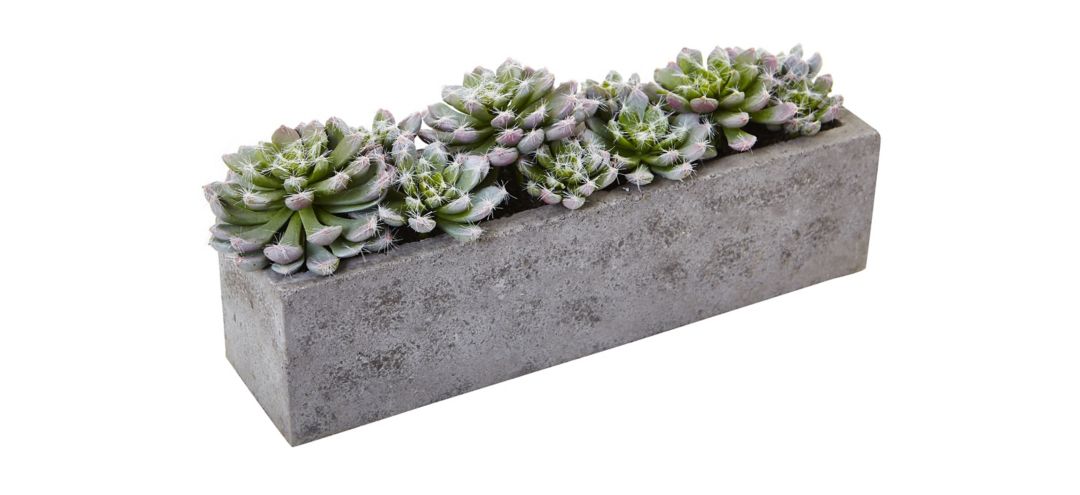 141145440 Succulent Garden with Textured Concrete Planter sku 141145440