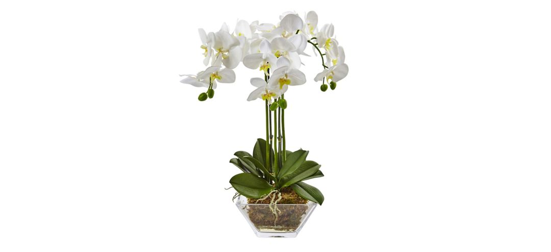 Triple Phalaenopsis Orchid in Glass Vase