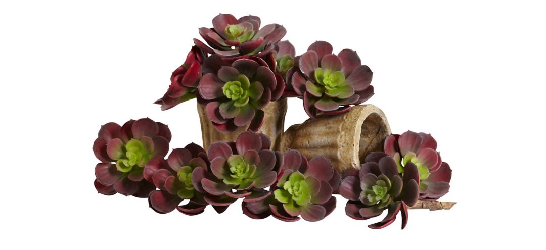 5in. Echeveria Succulent Plant (Set of 12)