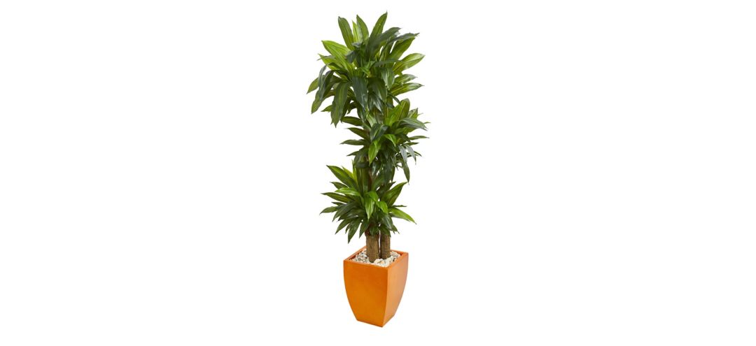 5.5ft. Dracaena Plant in Orange Planter