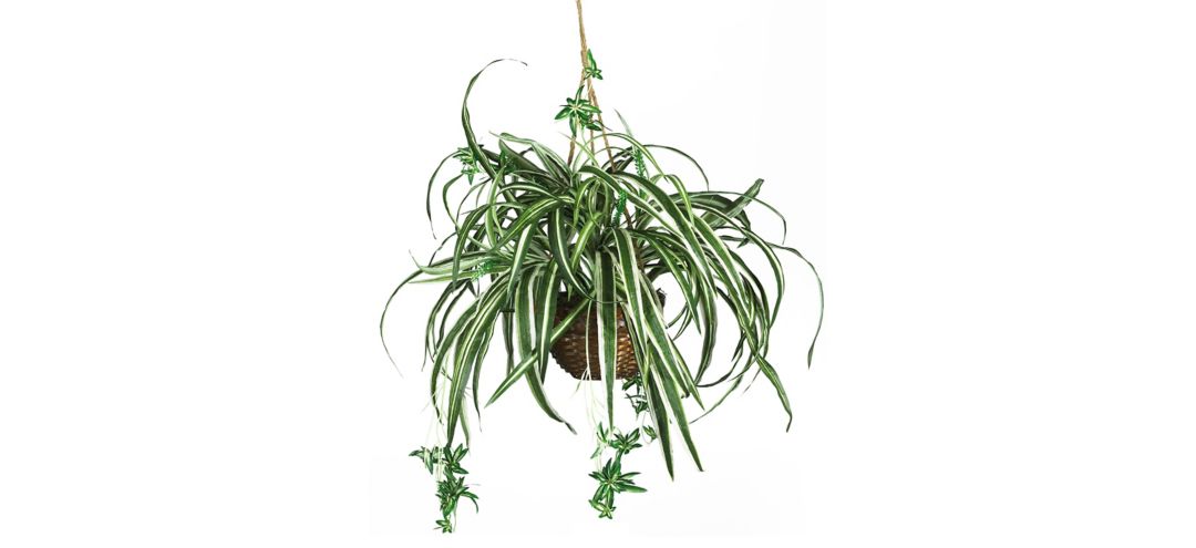 Spider Hanging Basket Silk Plant
