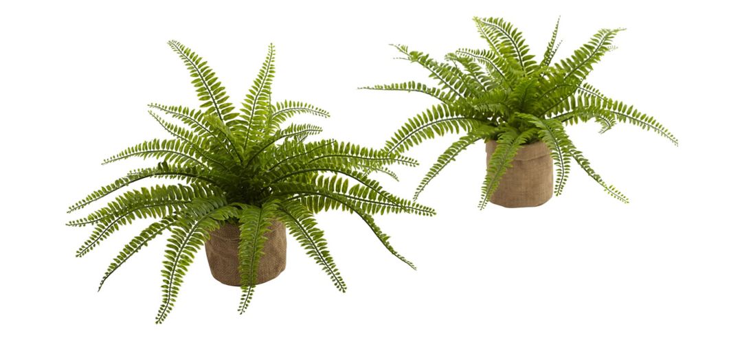 141168140 Boston Fern with Burlap Planter (Set of 2) sku 141168140