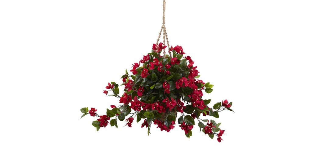 Bougainvillea Hanging Basket (Indoor/Outdoor)