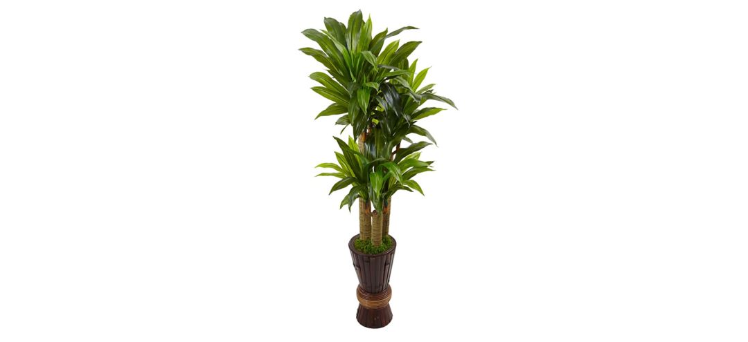 5ft. Cornstalk Dracaena Plant in Wooden Planter