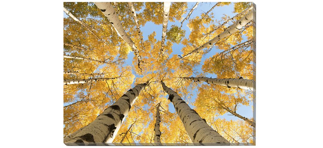 Looking Up Wall Art