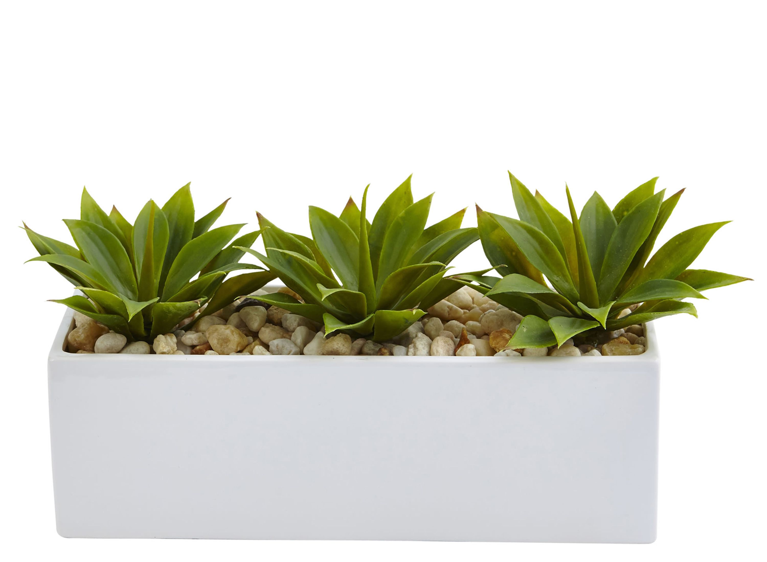 Agave Succulent in Rectangular Planter | Raymour & Flanigan