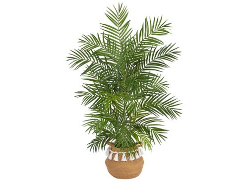 Green Areca Palm Raymour Flanigan
